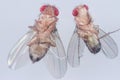 Study genetic of Drosophila melanogaster fruit fly, vinegar fly in laboratory.ÃÂ 